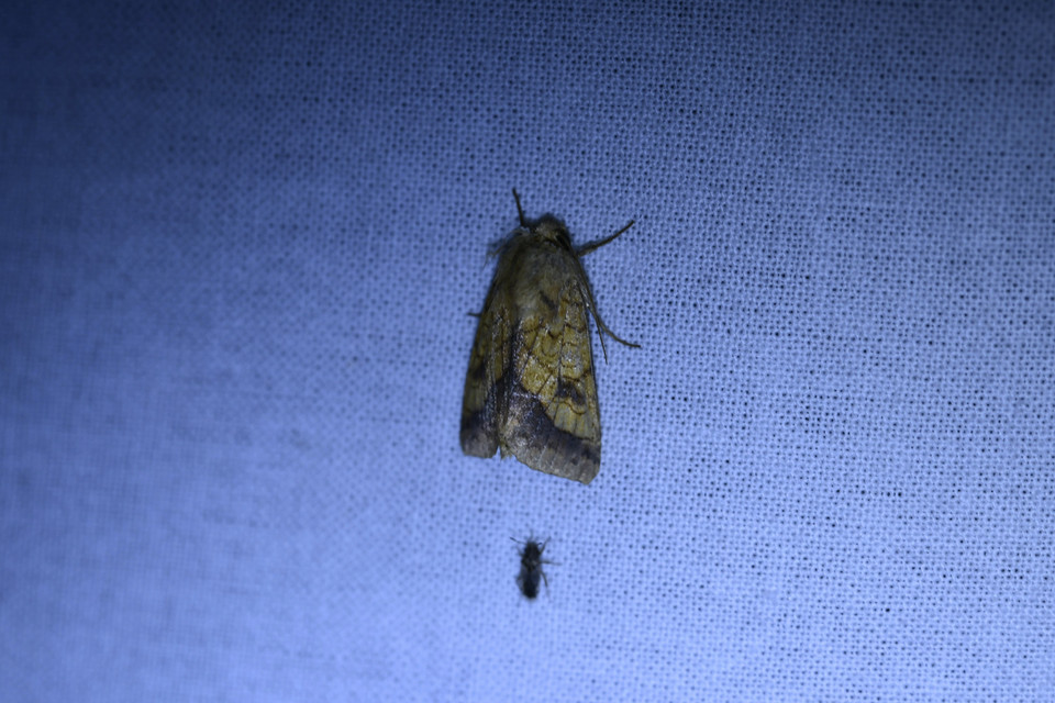 Pyrrhia umbra - iglicebagoly