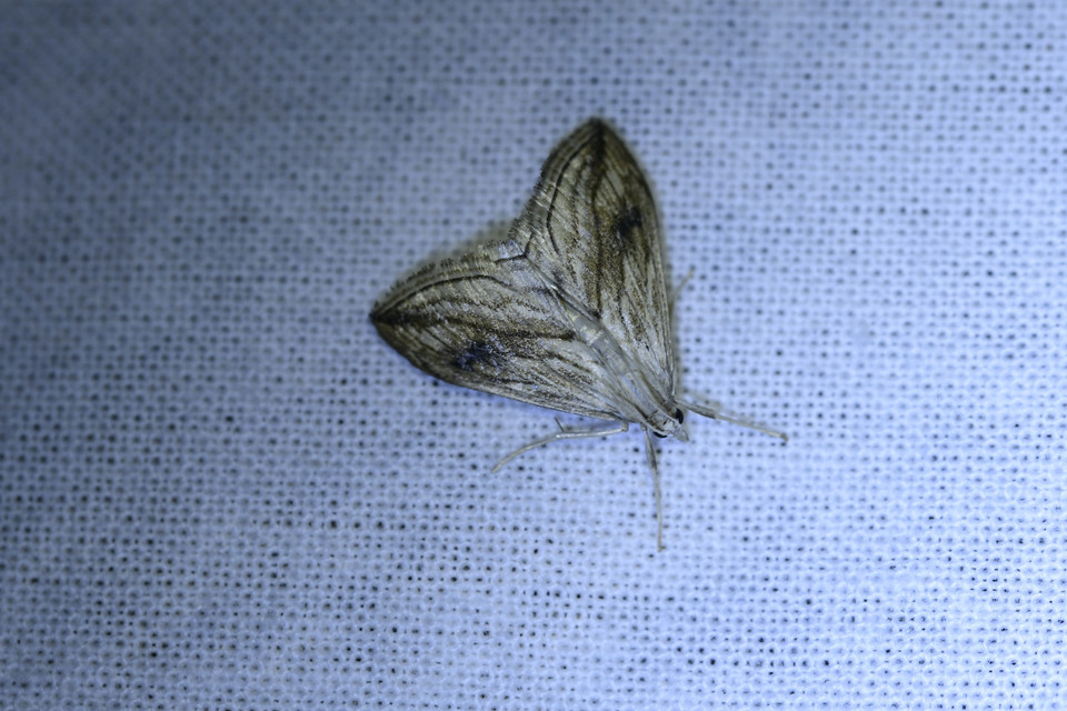 Evergestis forficalis - veteménymoly