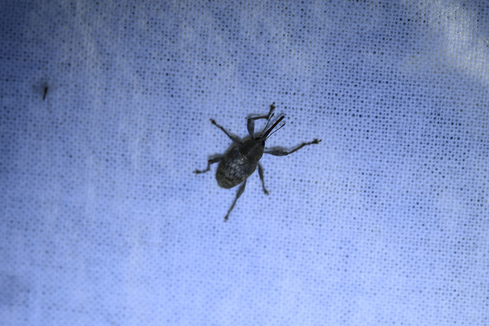 Curculio elephas - gesztenyezsuzsóka