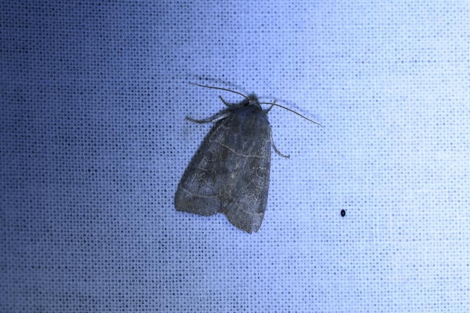 Ipimorpha subtusa - csúcsos nyárfabagoly
