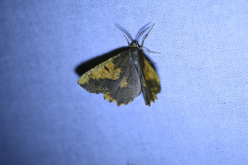 Angerona prunaria - sárga kökényaraszoló
