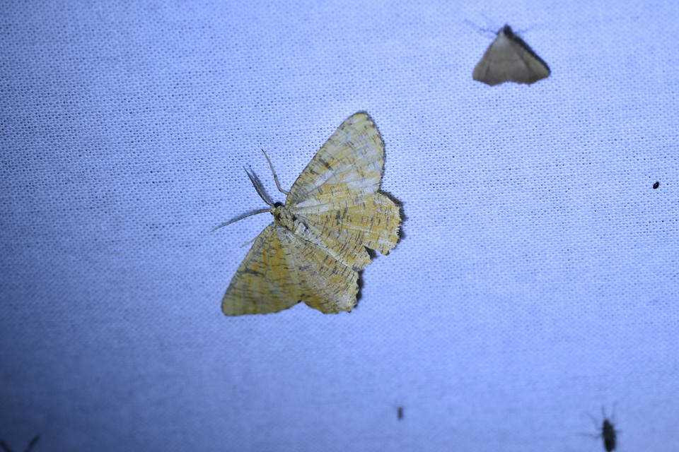 Angerona prunaria - sárga kökényaraszoló
