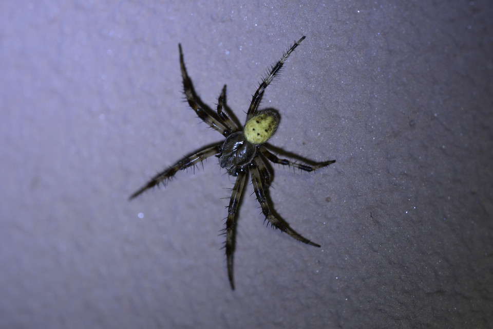 Araneus quadratus - négyes keresztespók