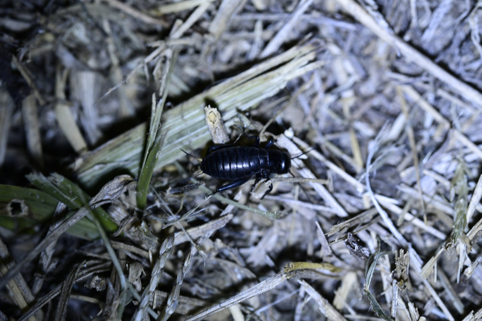Gryllus campestris - mezei tücsök
