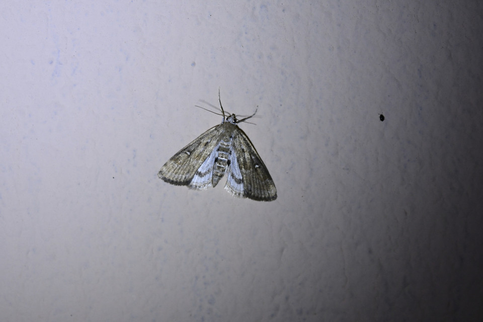 Parapoynx stratiotata - közönséges vízimoly