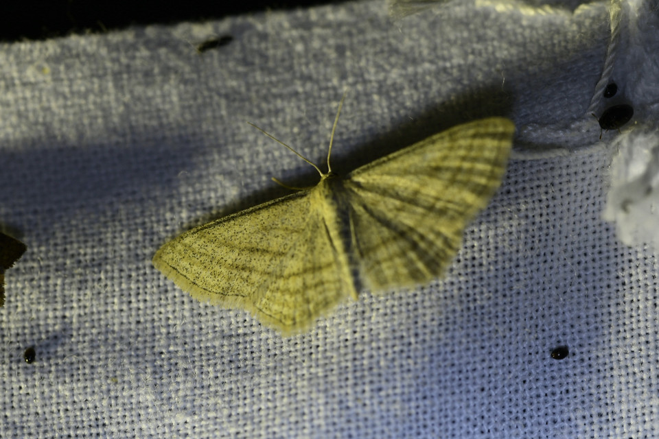 Scopula virgulata - vesszős sávosaraszoló