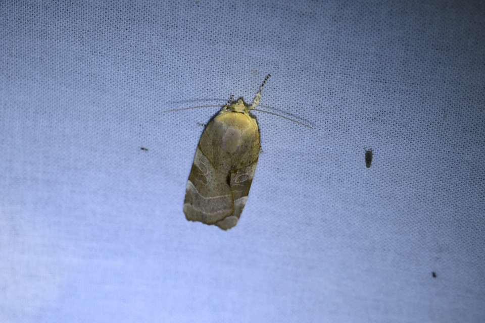 Noctua fimbriata - szélessávú sárgafűbagoly