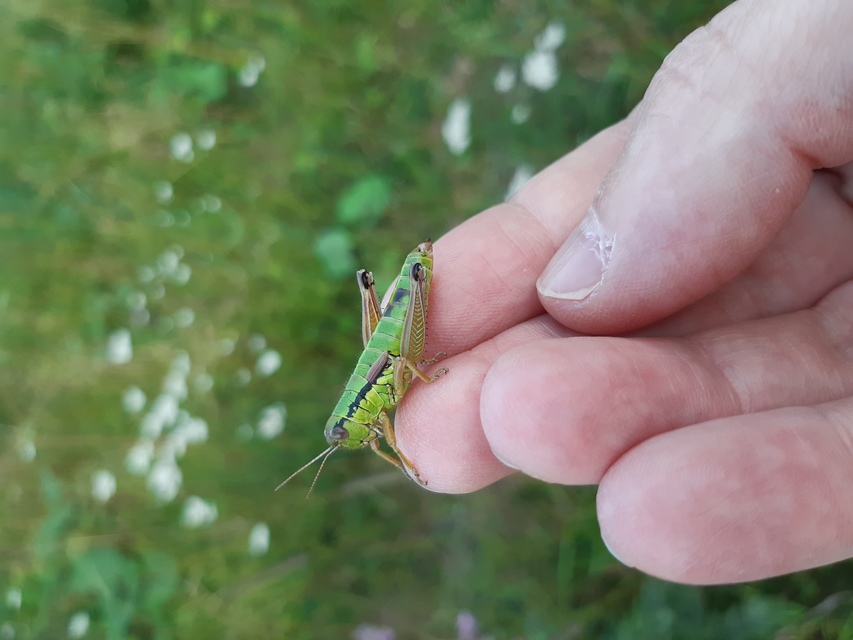 Pseudopodisma nagyi - Nagy-hegyisáska