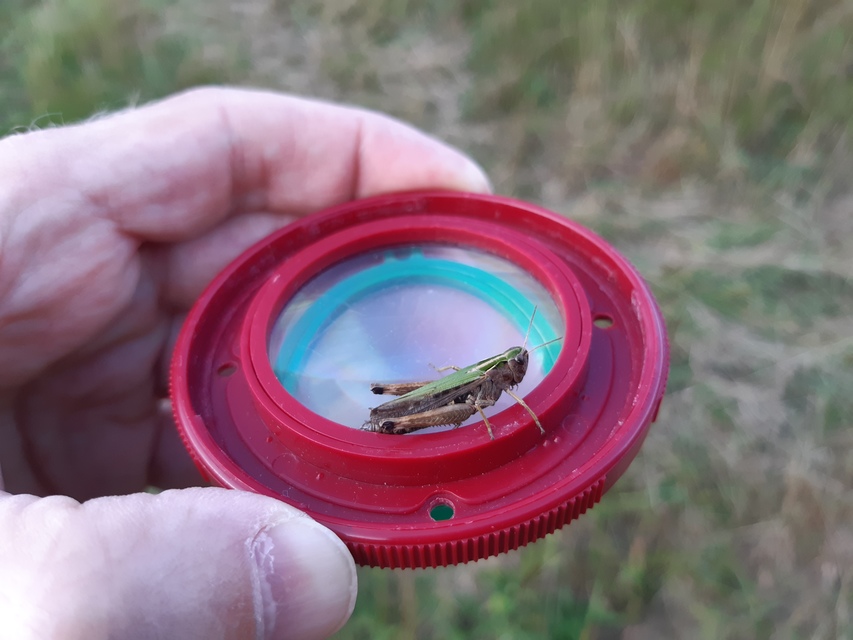 Omocestus rufipes - vöröshasú tarlósáska