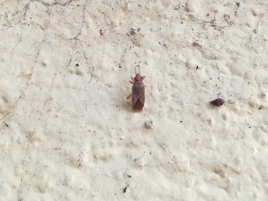 Arocatus longiceps - platánbodobács