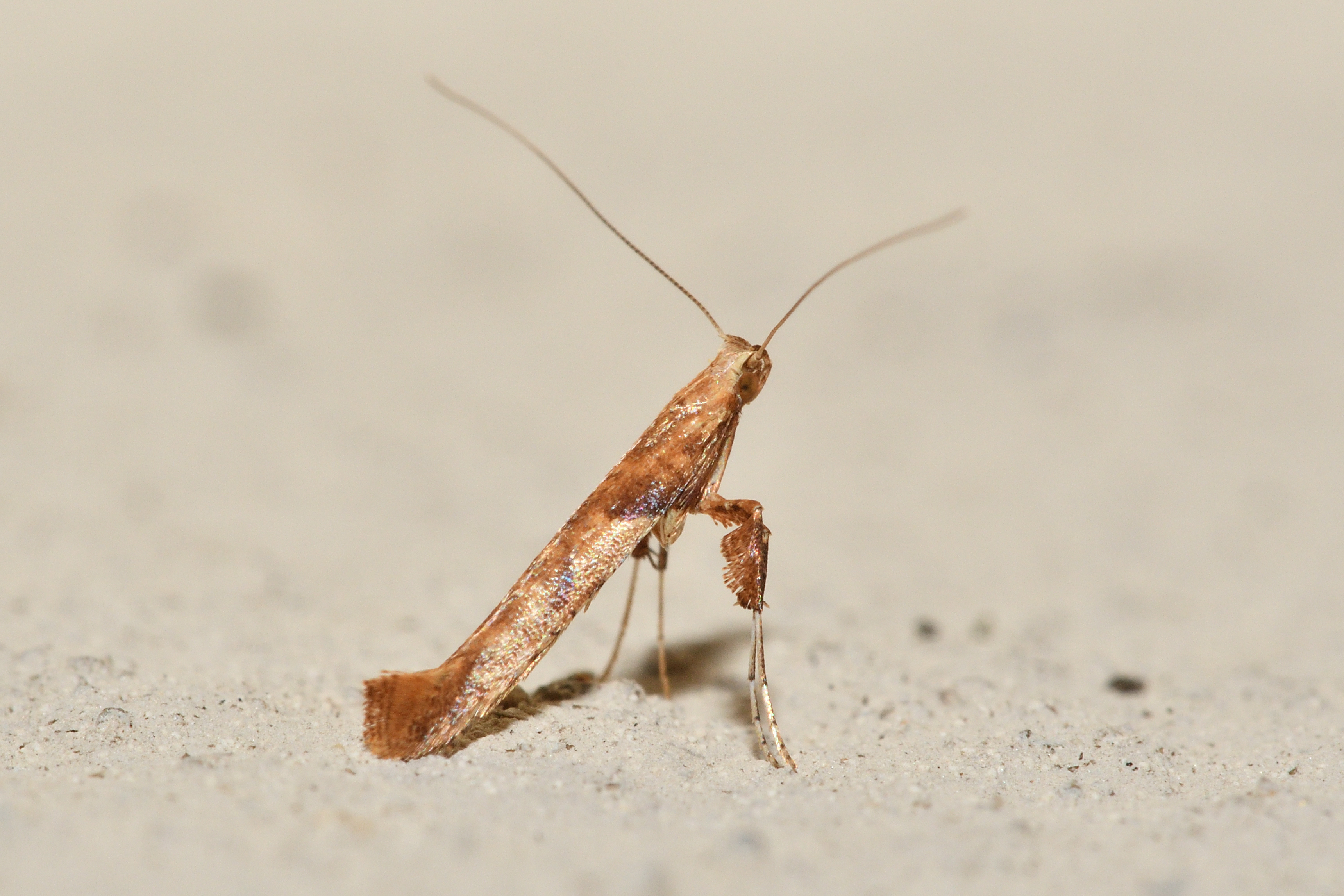 Caloptilia hemidactylella - juhargöngyölő keskenymoly