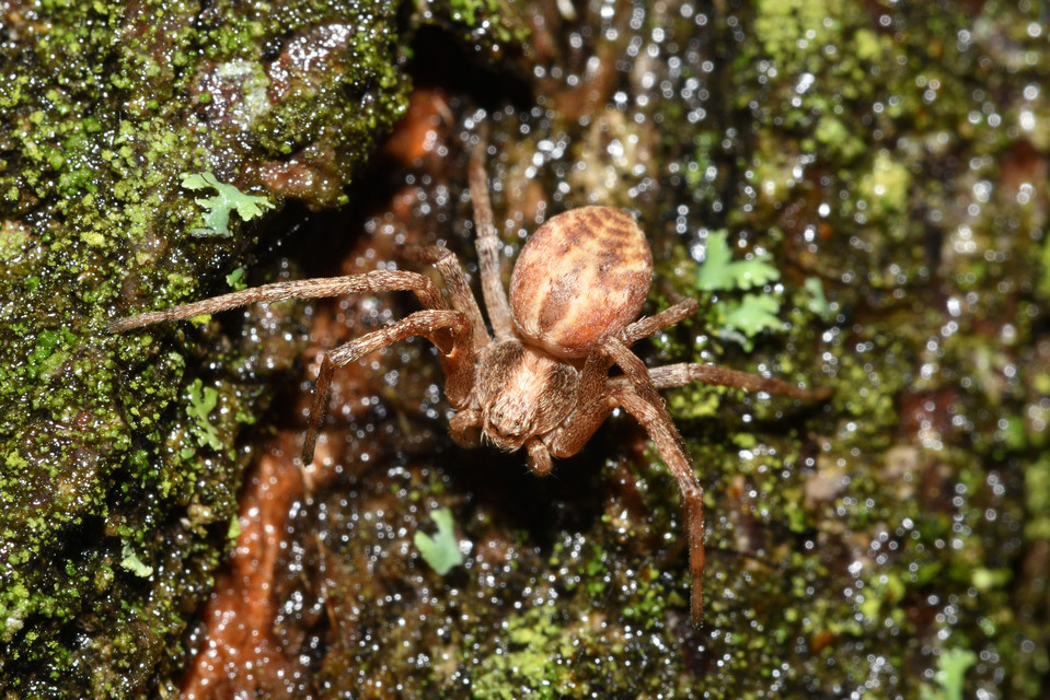 Philodromus buchari