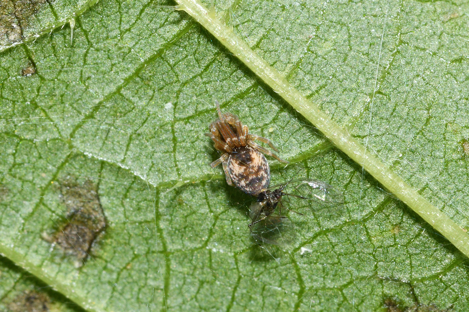 Dictyna uncinata