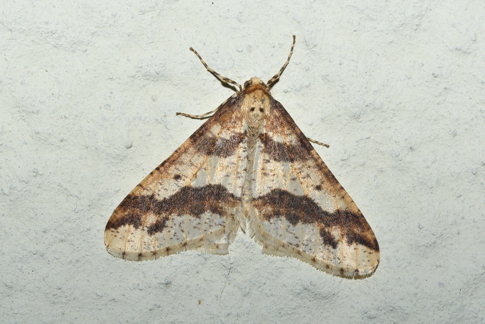 Erannis defoliaria - nagy téliaraszoló