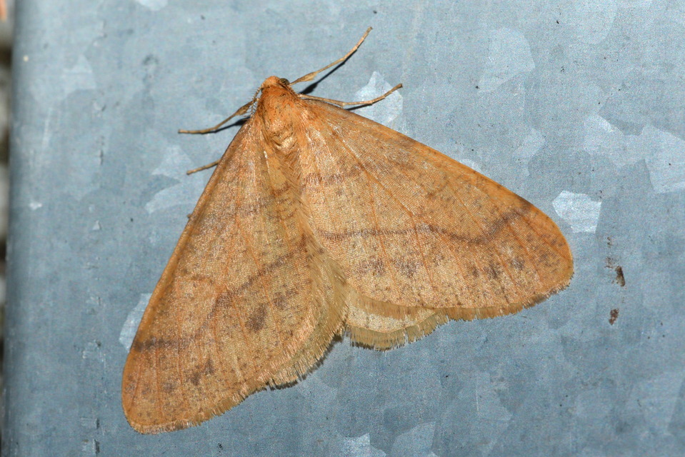 Agriopis aurantiaria - aranysárga téliaraszoló