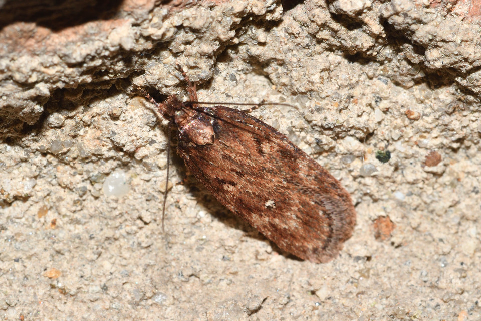 Depressaria