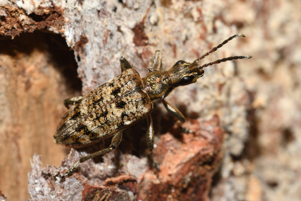 Rhagium inquisitor - fenyves-tövisescincér