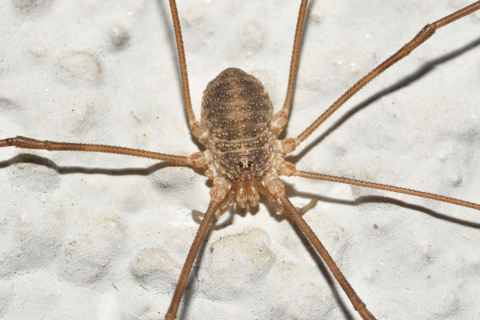 Opilio