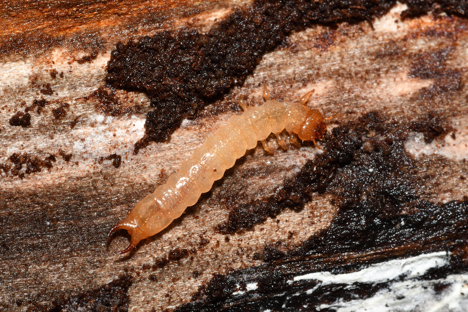Schizotus pectinicornis - kis bíborbogár