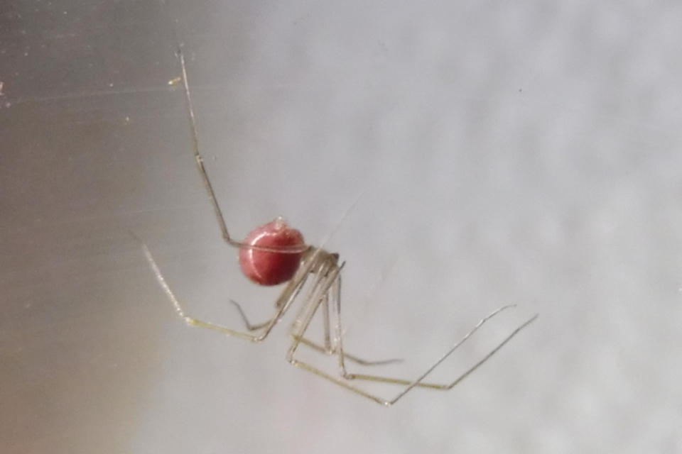 Spermophora senoculata - sápadt kis-álkaszáspók
