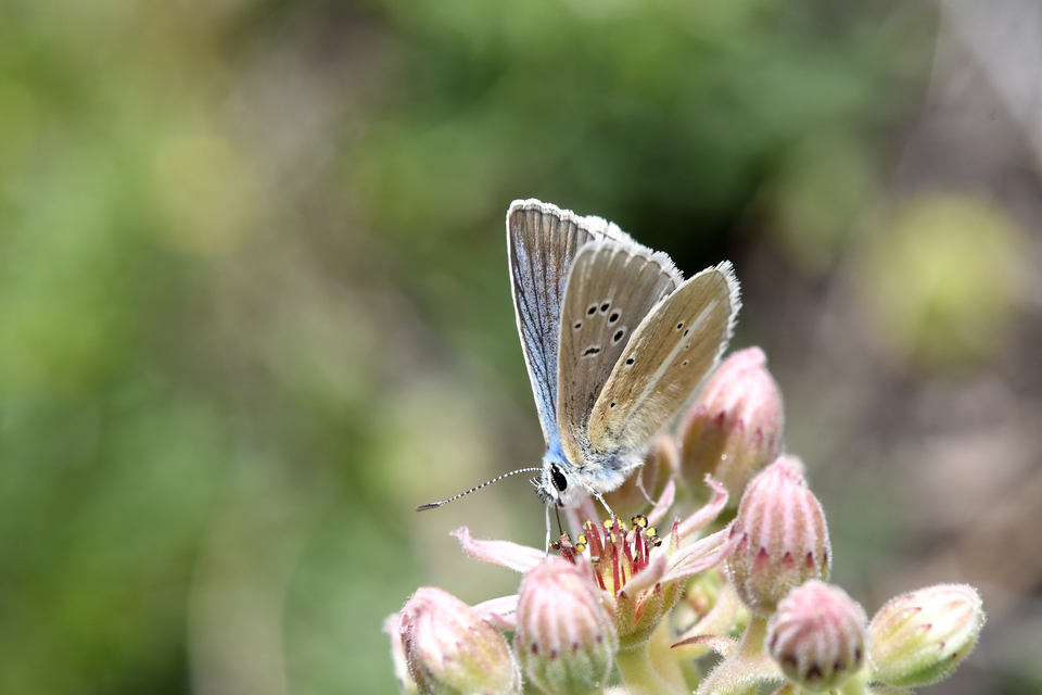 Polyommatus damon - csíkos boglárka