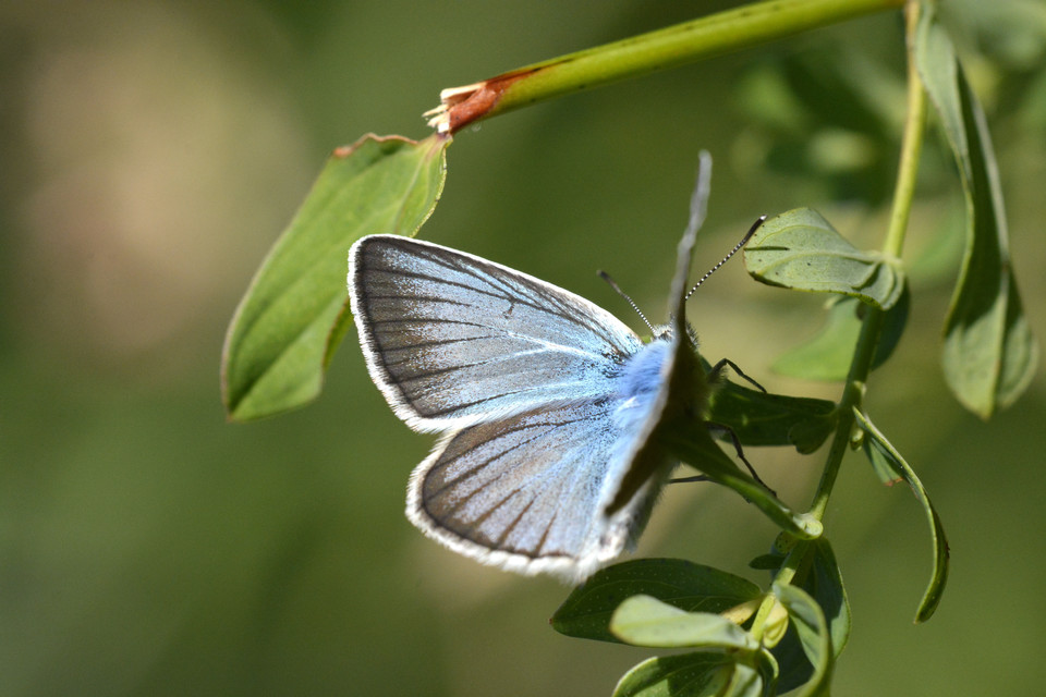Polyommatus damon - csíkos boglárka