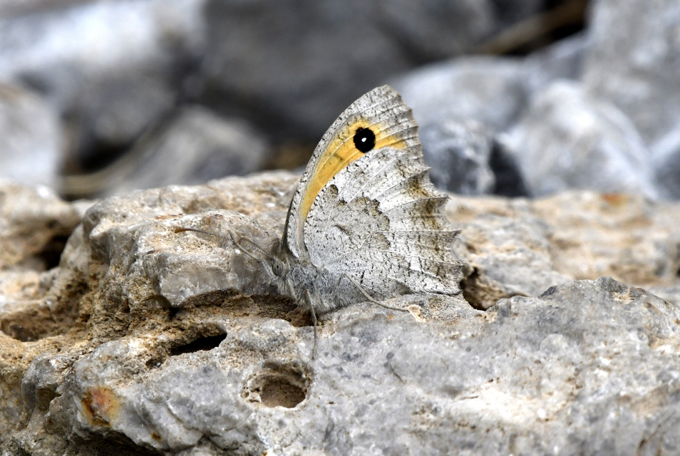 Hyponephele lycaon - erdei ökörszemlepke