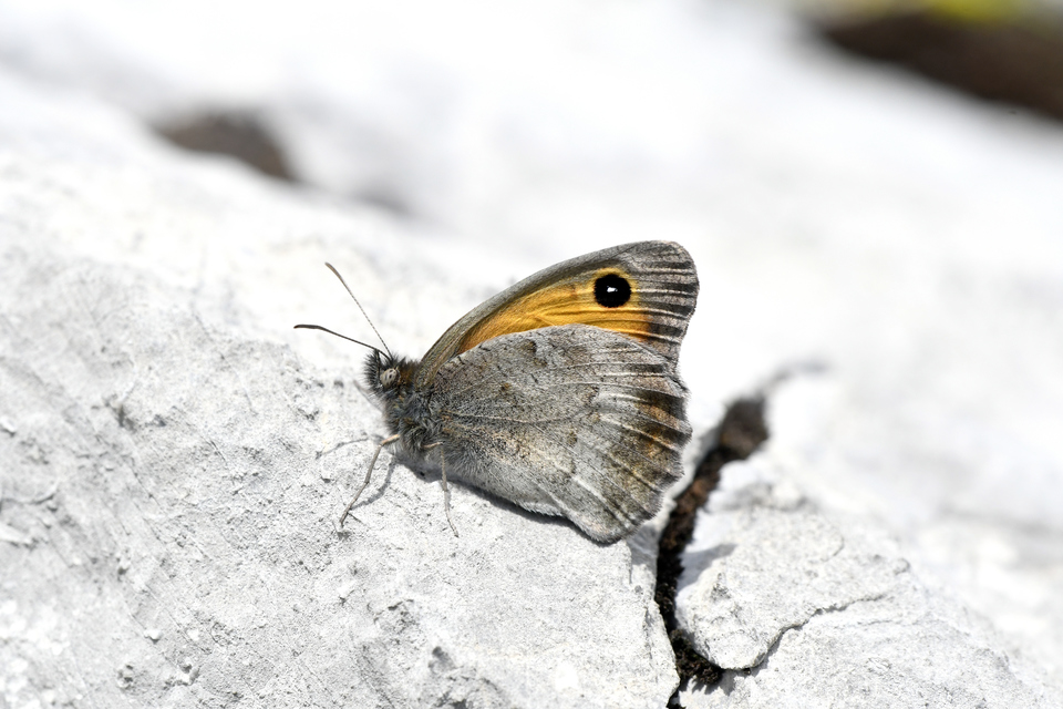 Hyponephele lycaon - erdei ökörszemlepke