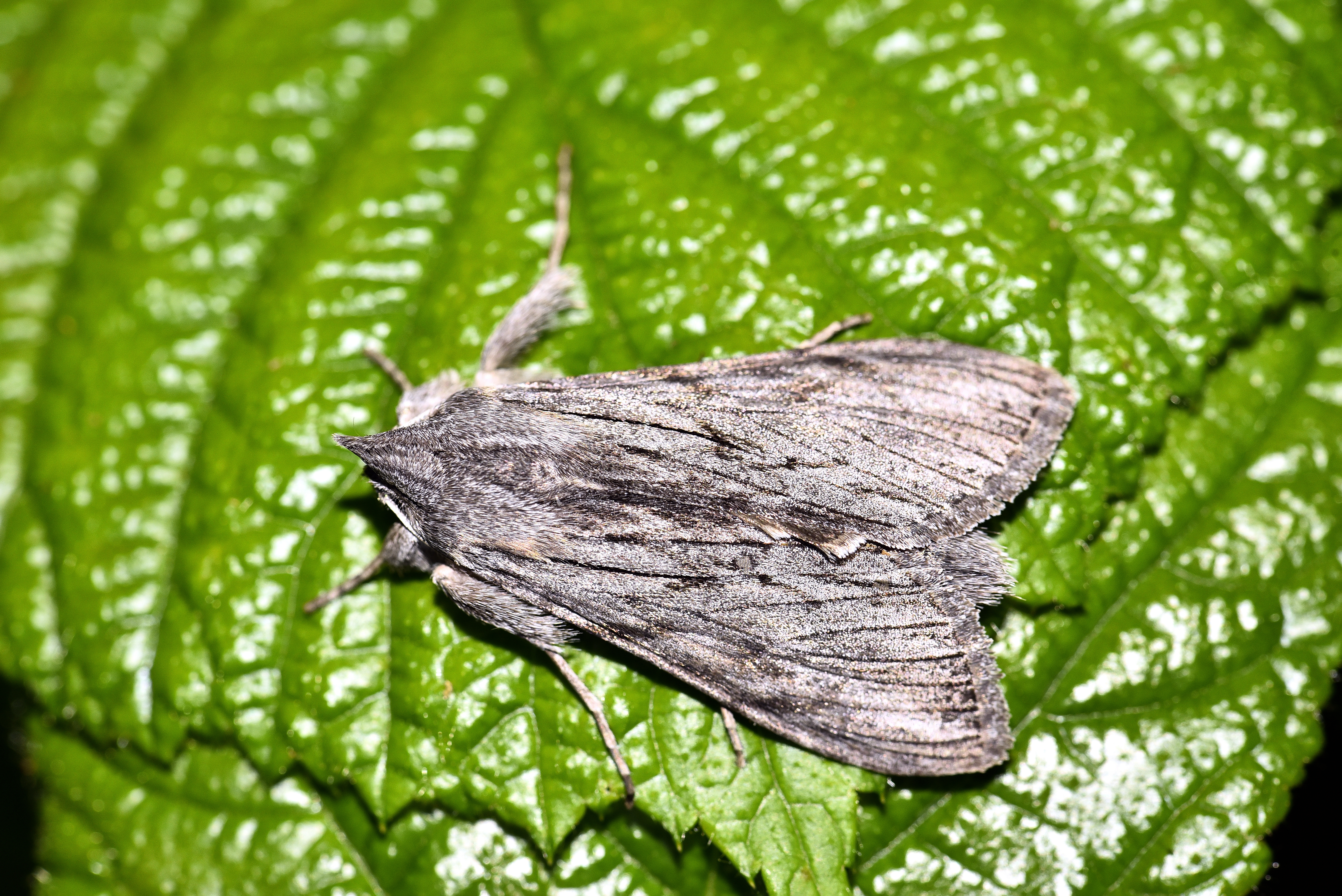 Cucullia campanulae - harangvirág-csuklyásbagoly