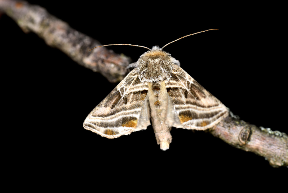 Euchalcia modestoides - zöld aranybagoly