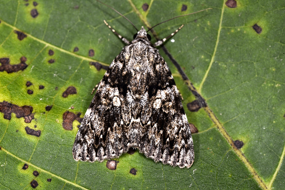 Catocala diversa - kőrisfa-övesbagoly