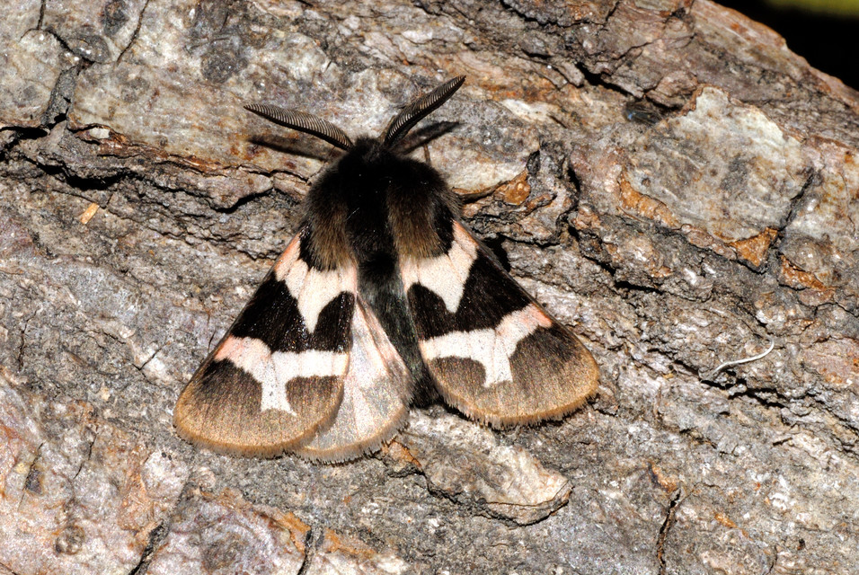 Watsonarctia deserta - tarka medvelepke