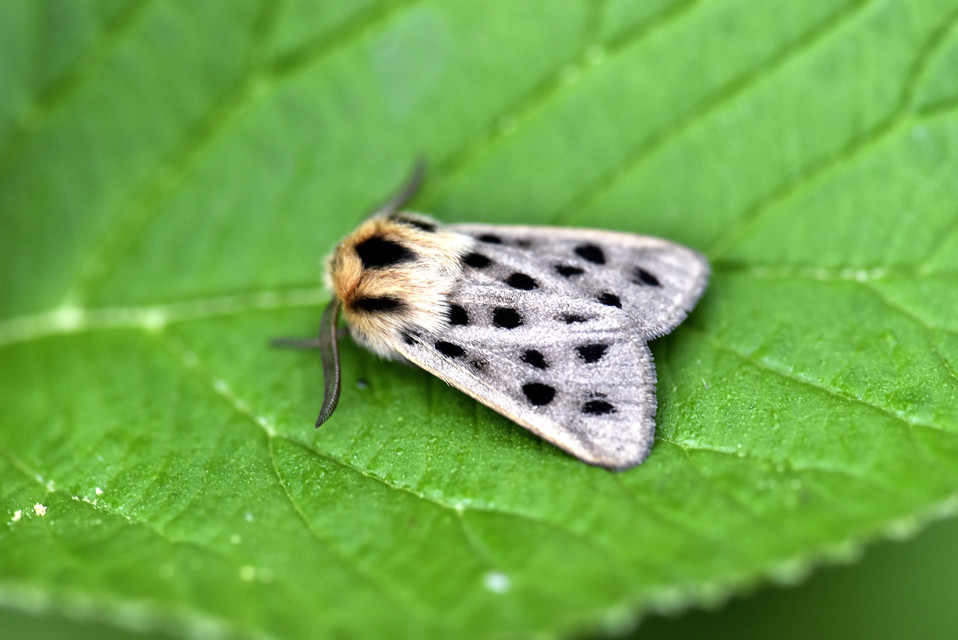Chelis maculosa - foltos medvelepke