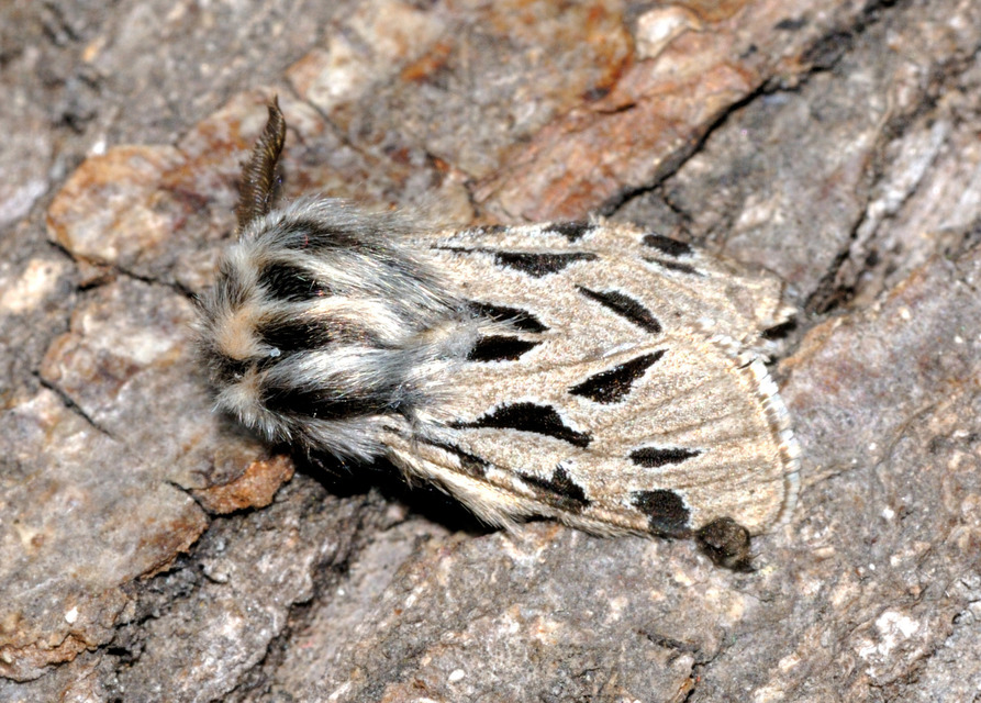 Ocnogyna parasita - csonkaszárnyú medvelepke
