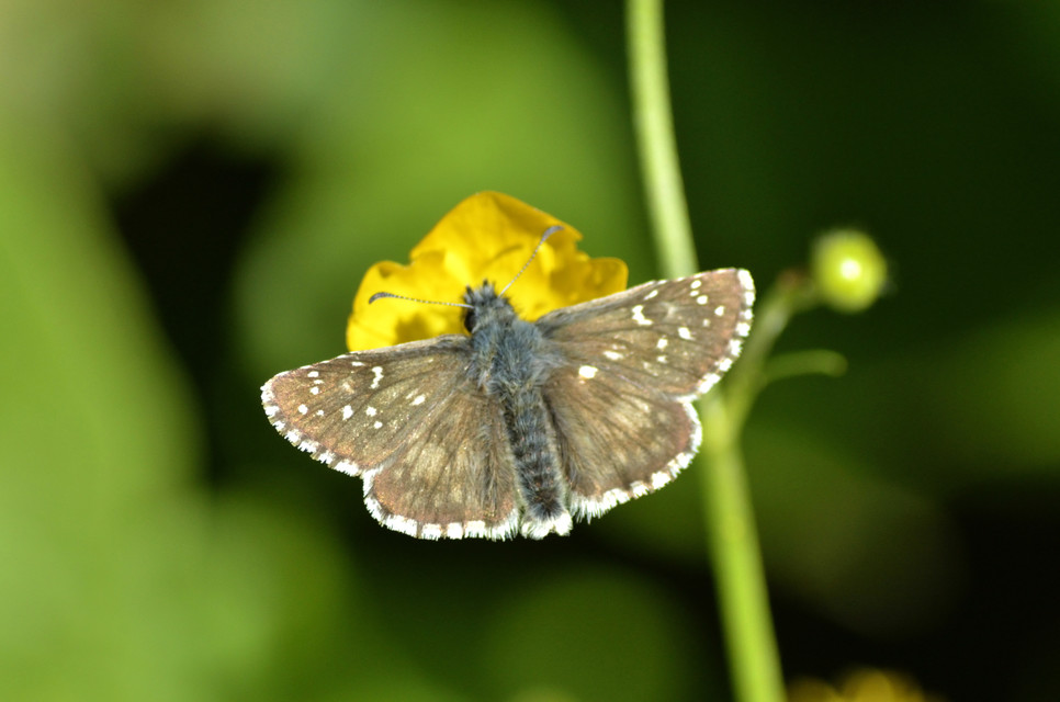Pyrgus alveus - hegyi busalepke