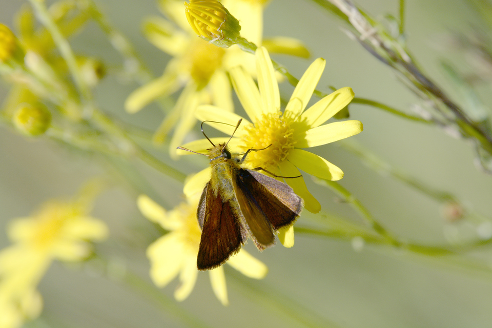 Thymelicus acteon - csíkos busalepke