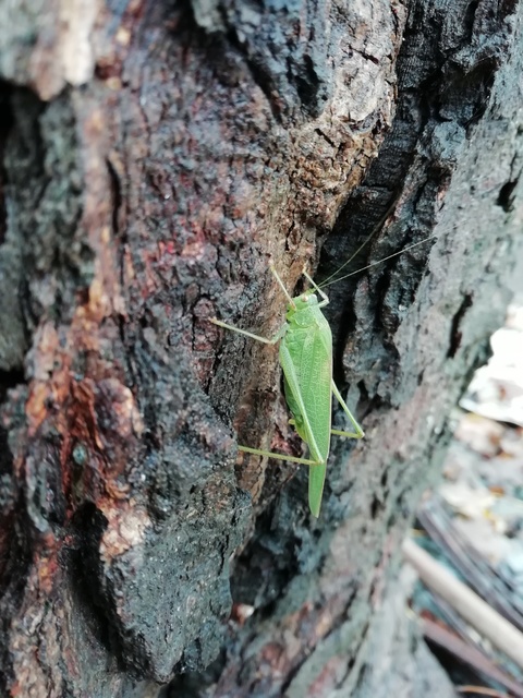 Phaneroptera nana - pontozott repülőszöcske