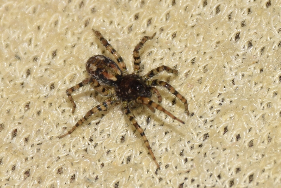 Arctosa perita - tarka farkaspók