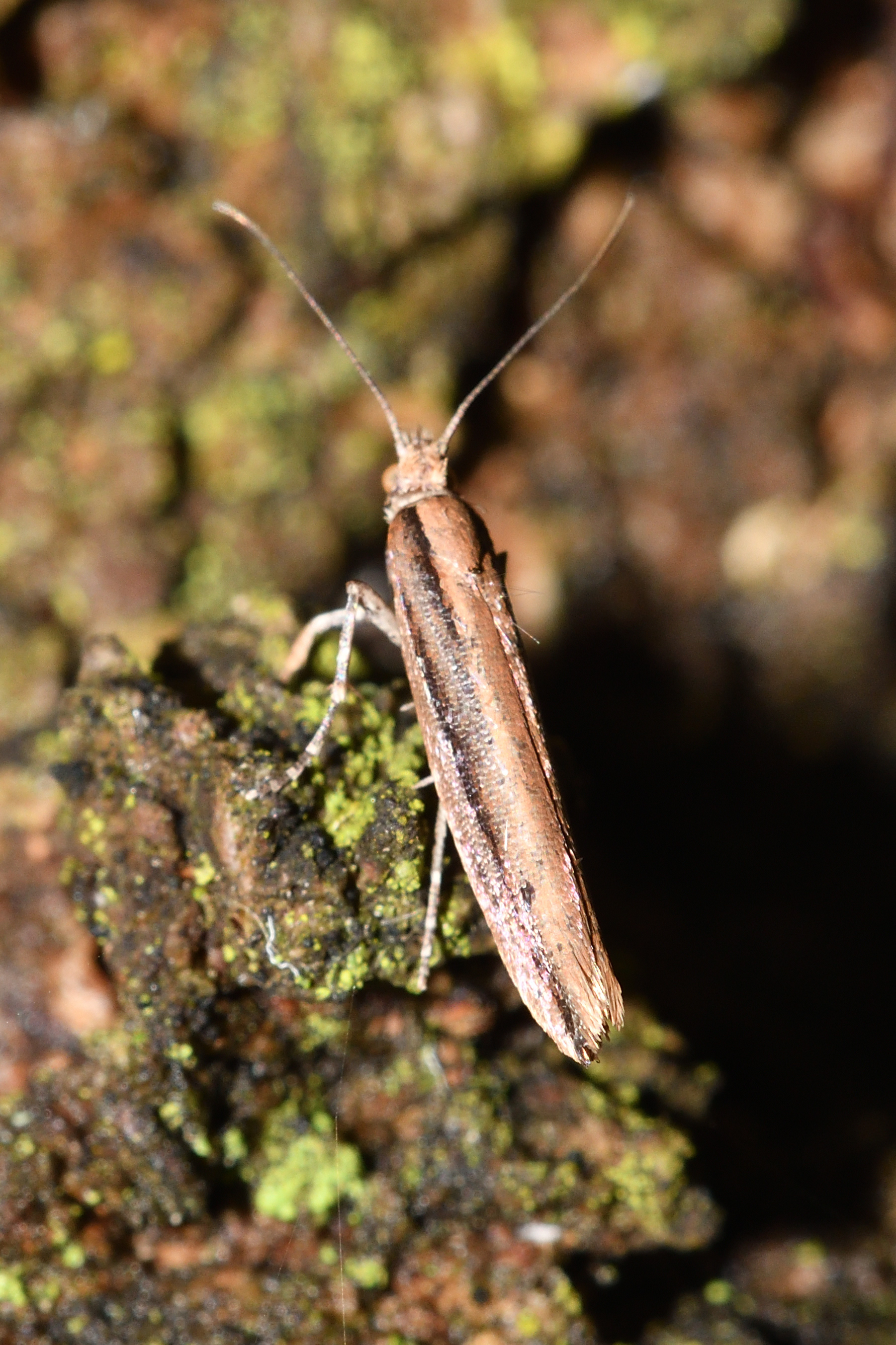 Ypsolopha ustella - csíkos tarkamoly