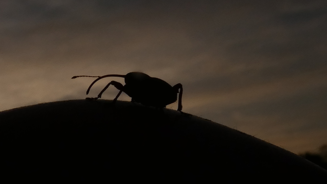Curculio glandium - tölgymakkzsuzsóka