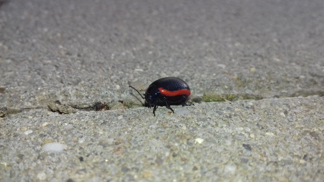 Chrysolina rossia - trapézhátú szegélyeslevelész