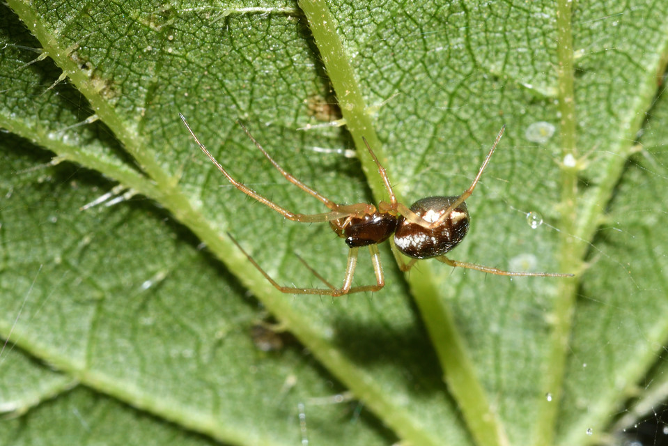 Linyphiidae - vitorláspókok