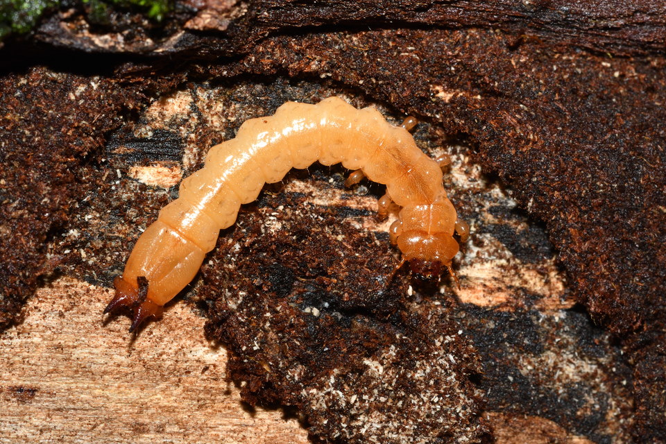 Pyrochroa coccinea - nagy bíborbogár