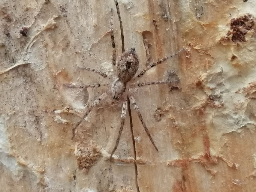 Anyphaena accentuata - jegyespók