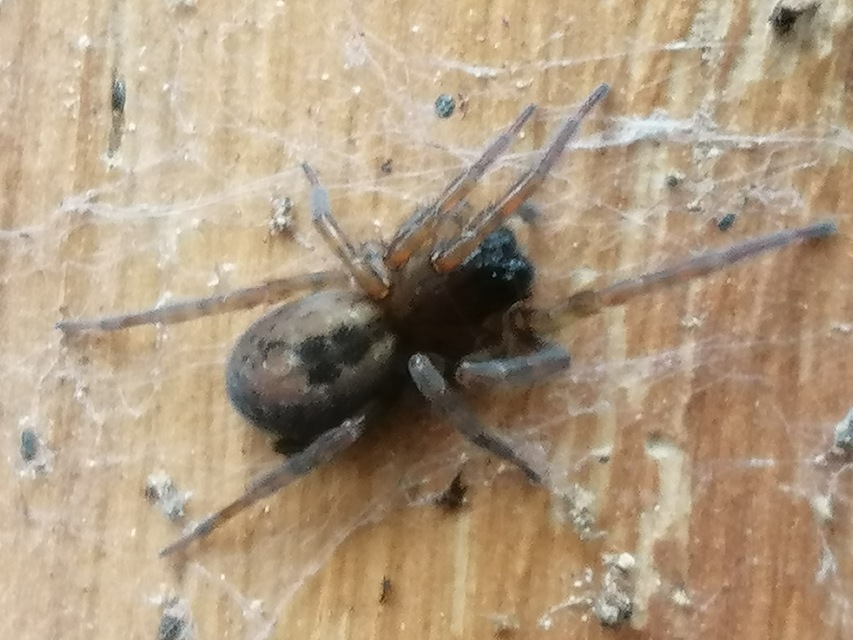 Amaurobius fenestralis - ablakos eretnekpók