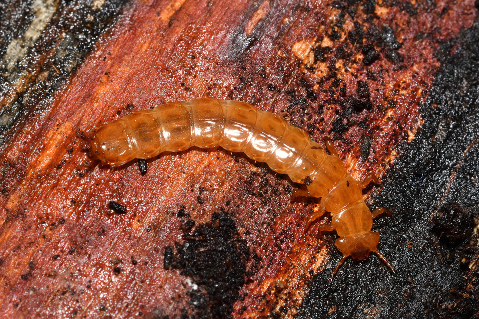 Cucujus cinnaberinus - skarlátbogár