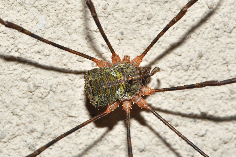 Lacinius dentiger