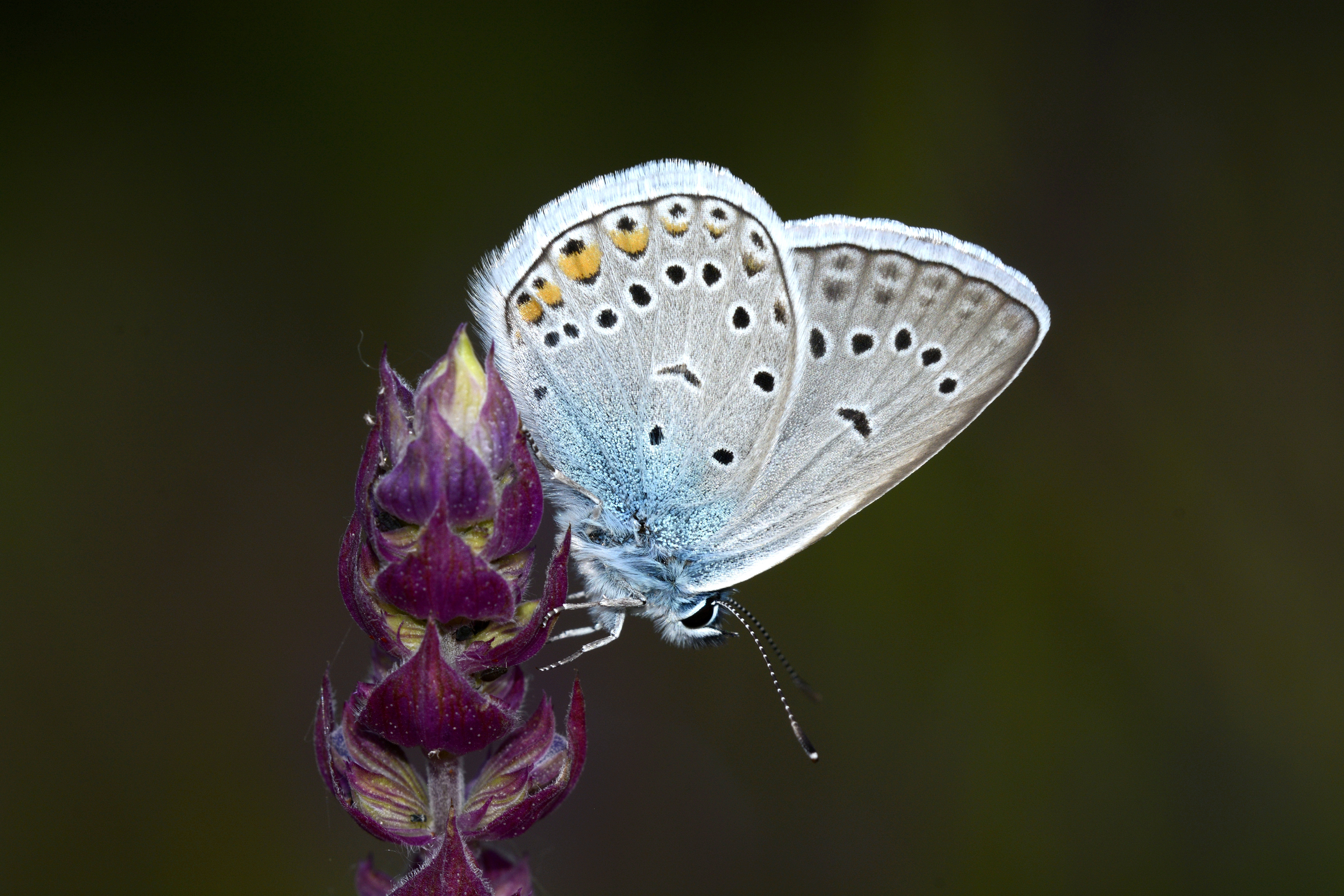 Polyommatus amandus - csillogó boglárka
