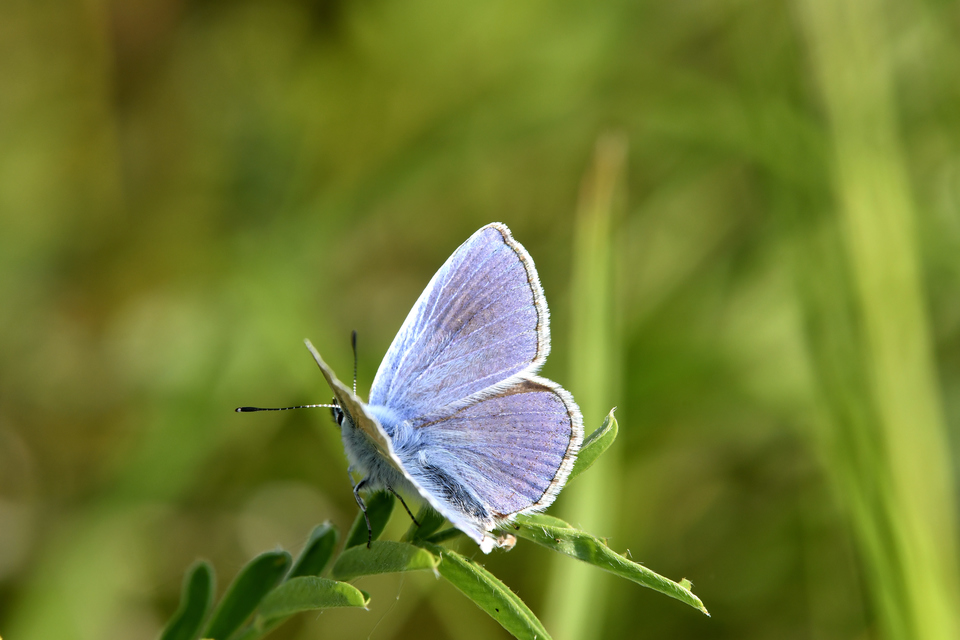 Polyommatus thersites - ibolyaszín boglárka