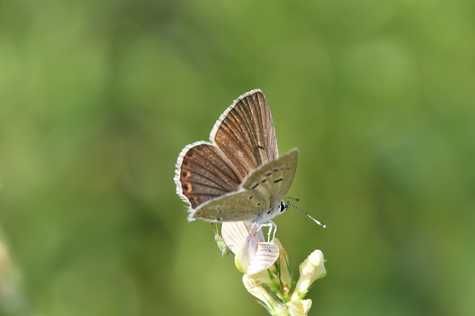 Polyommatus admetus - bundás boglárka